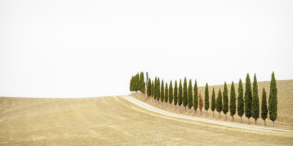 Tuscany, Hillside, 1996