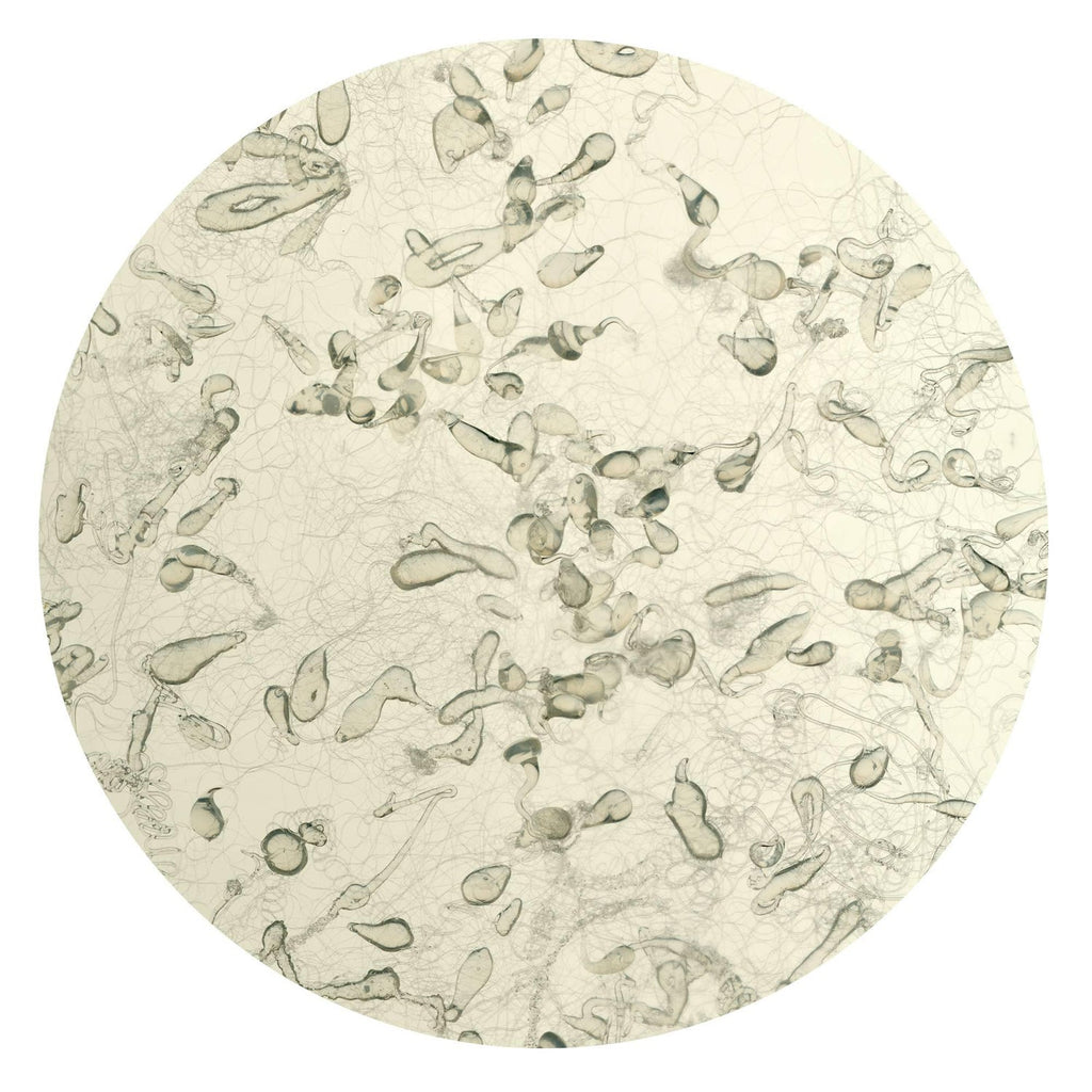 Untitled DYSMORPHOLOGIES SERIES (hair magnification in grid) Mounted to Aluminum