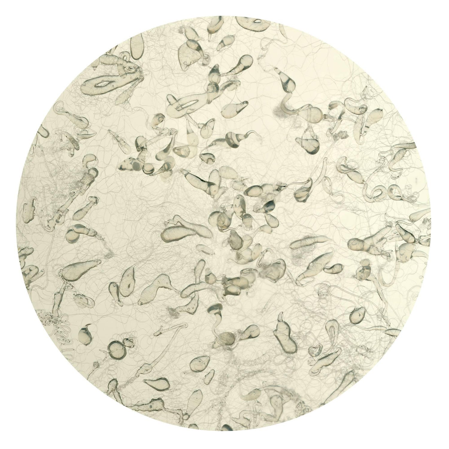 Untitled DYSMORPHOLOGIES SERIES (hair magnification in grid) Mounted to Aluminum