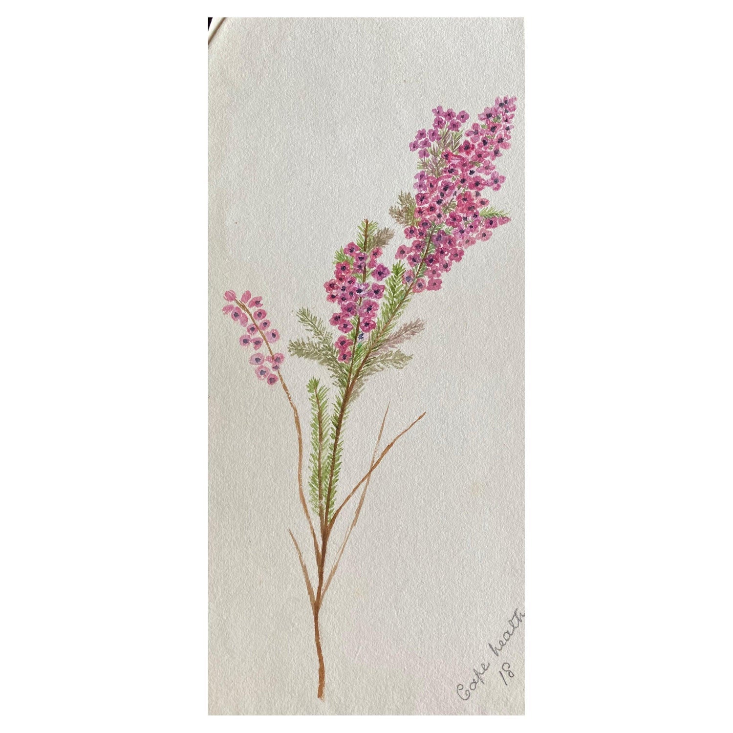 Plants, Bristol 1863 Watercolor Painting American Artist Charles DeWolf Brownell