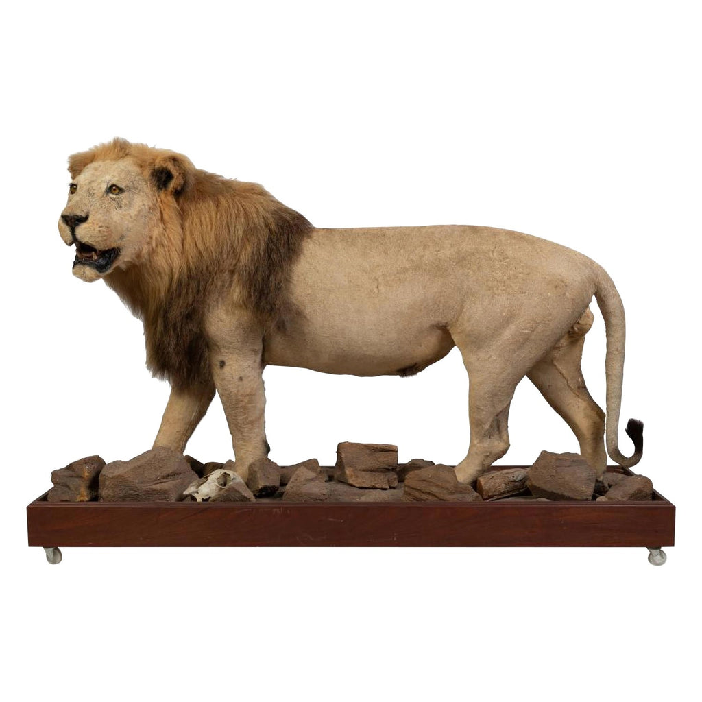 Lions Head Big Game Trophy Natural Sisal Fiber Sculpture Lion Anne Andersson Art