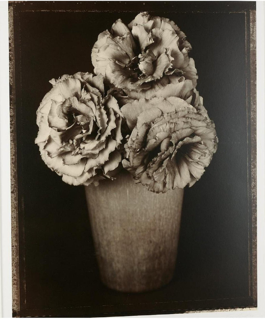 Dramatic White and Black Roses Platinum Palladium Print Photograph