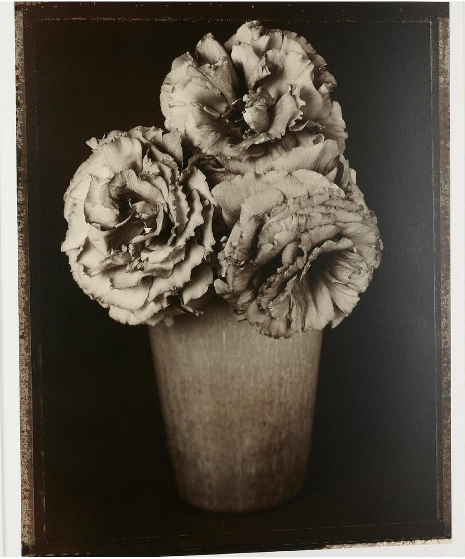 Dramatic White and Black Roses Platinum Palladium Print Photograph