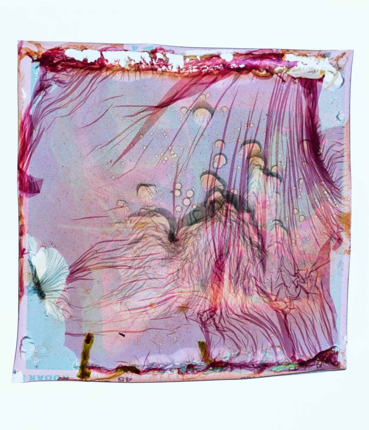 Untitled DYSMORPHOLOGIES SERIES (hair magnification in grid) Mounted to Aluminum
