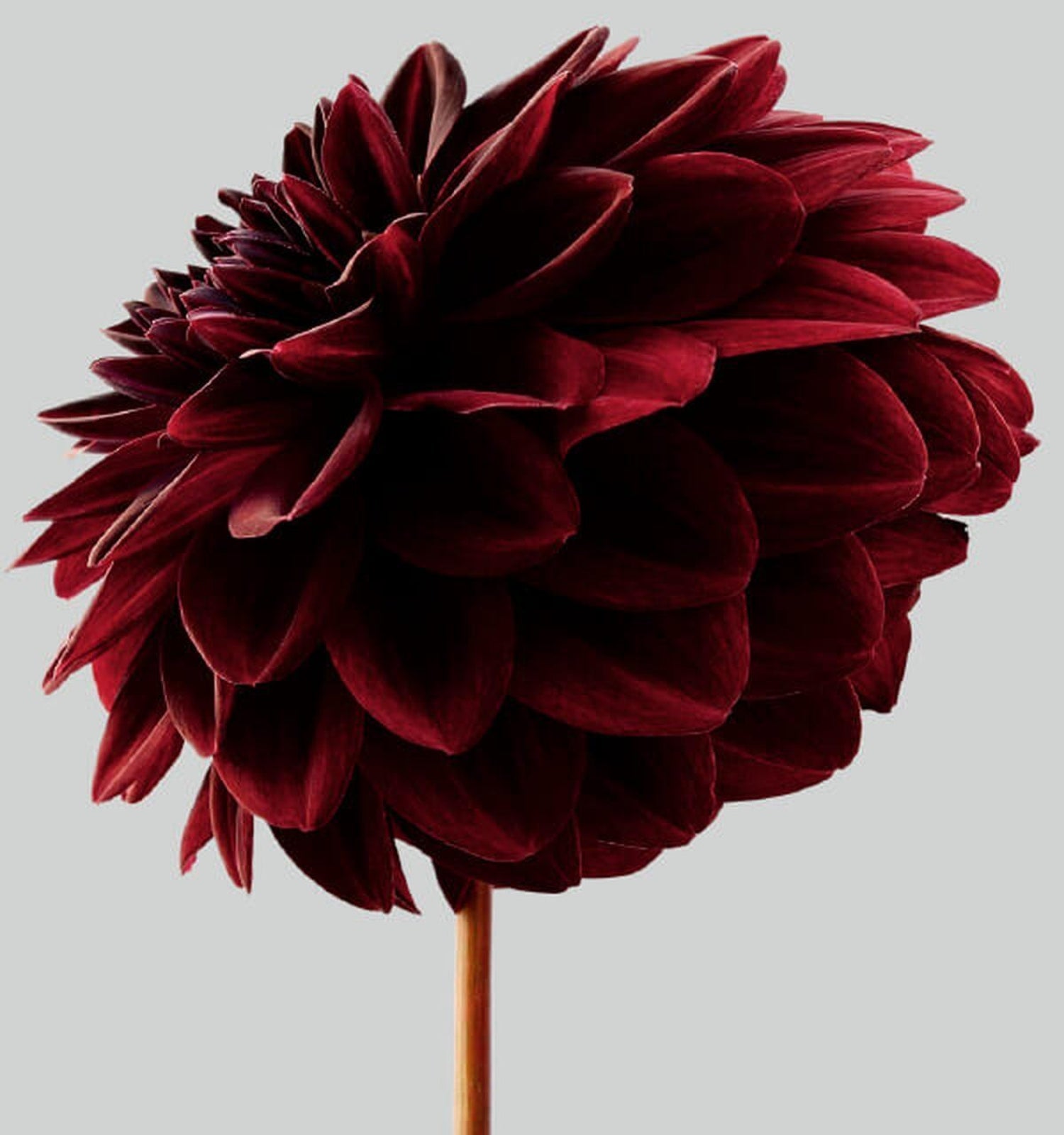 Great Dahlias, Large Format Flowers Photo 24X20 Color Photograph Beach House