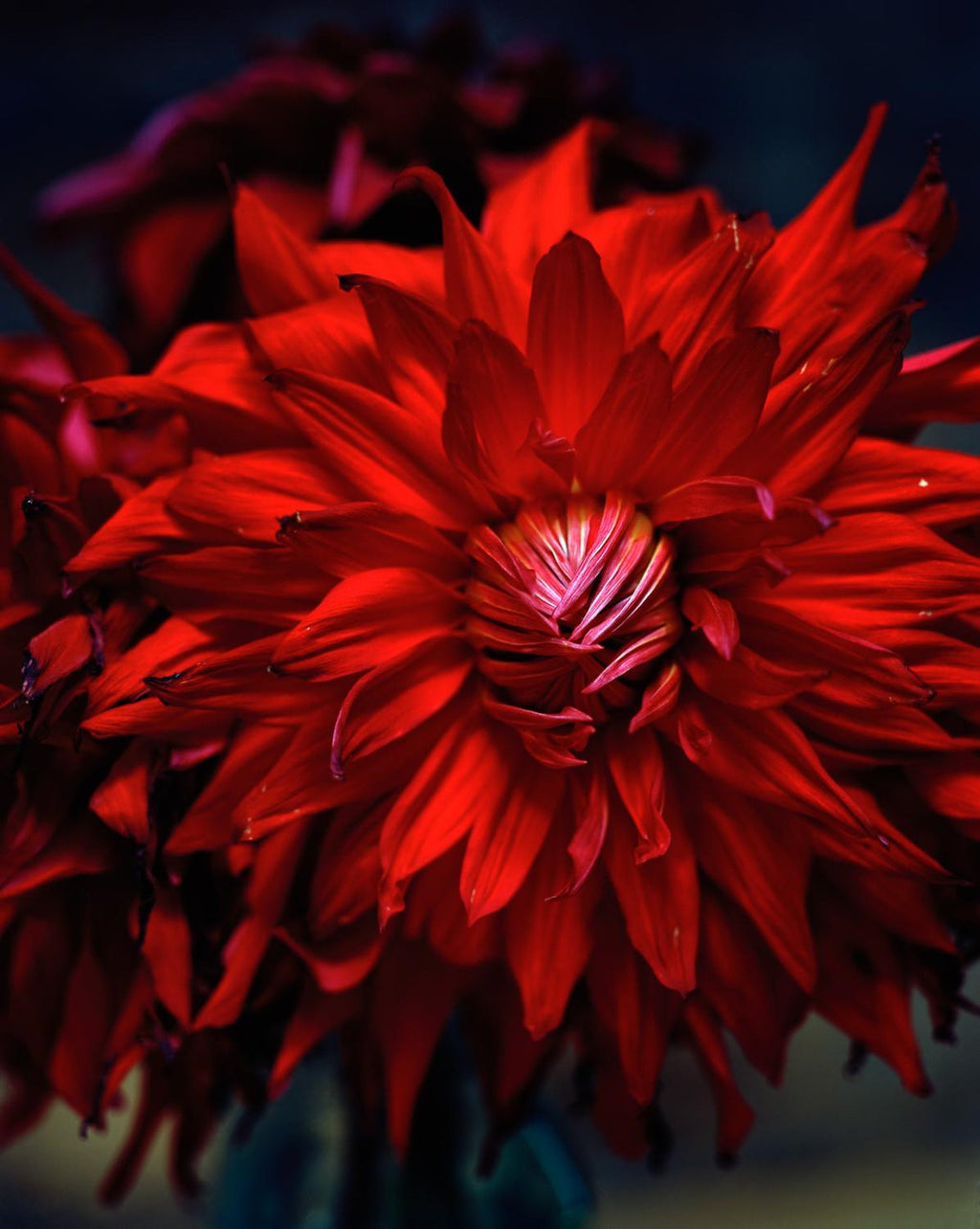 Great Dahlias, Large Format Flowers Photo 24X20 Color Photograph Beach House