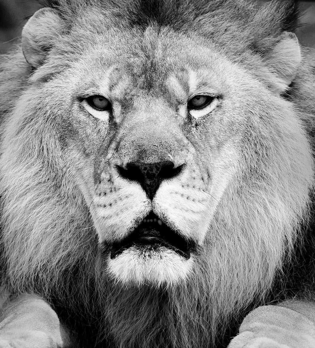 Stone Lion Sculpture Photograph, Jerusalem Vintage Silver Gelatin Photo Print
