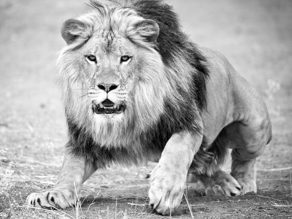 Stone Lion Sculpture Photograph, Jerusalem Vintage Silver Gelatin Photo Print