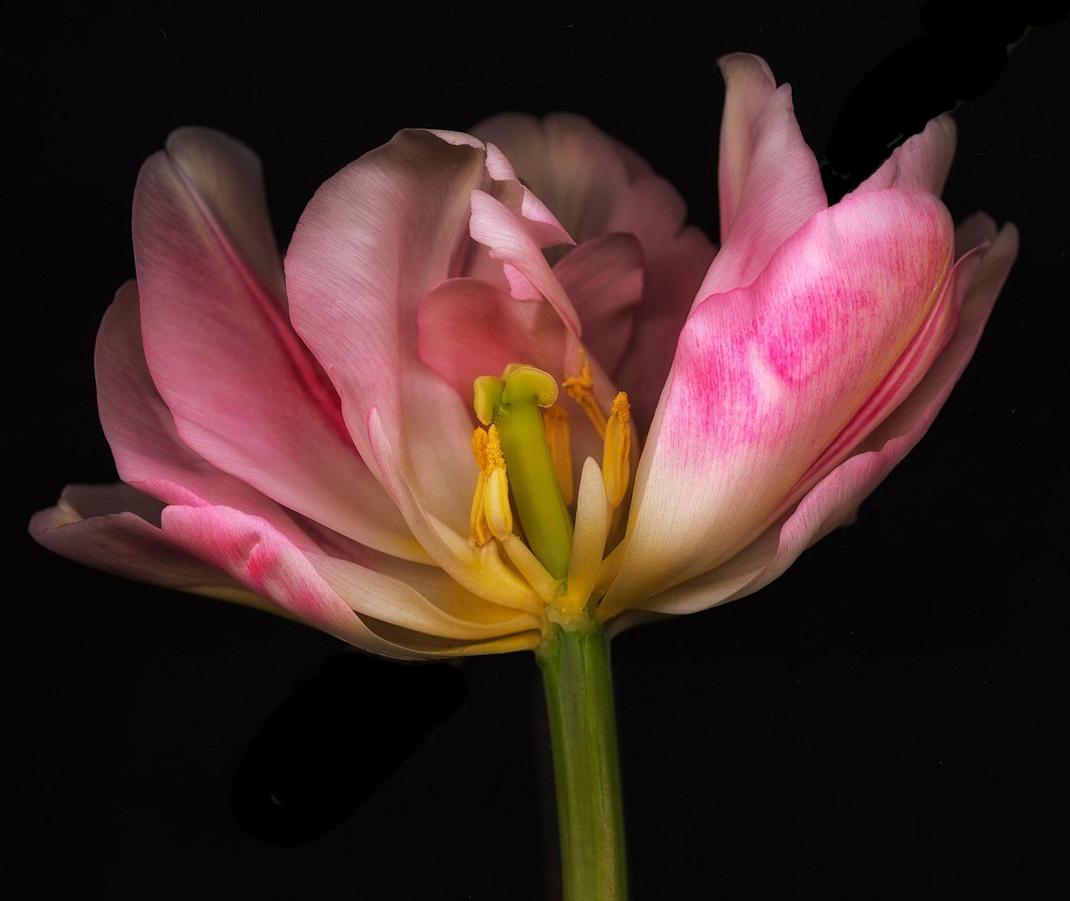 A Bientot, Large Format Pink Flower Photo 24X20 Color Photograph Beach House RI