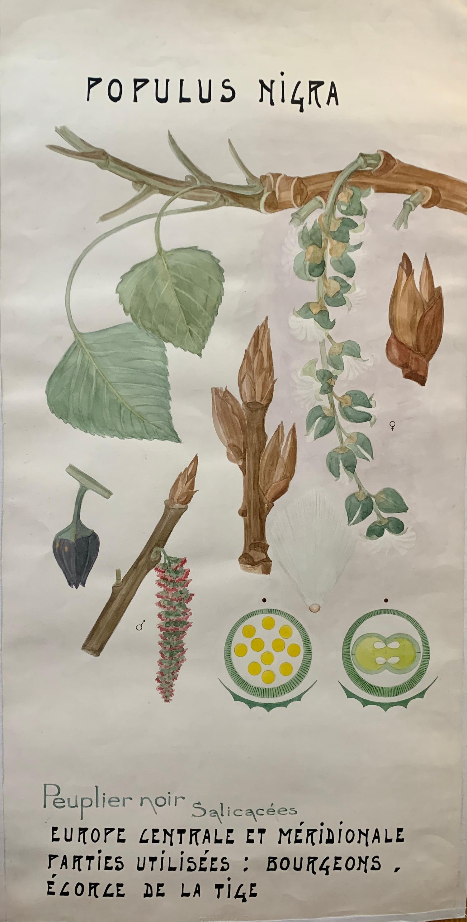 Plants, Bristol 1863 Watercolor Painting American Artist Charles DeWolf Brownell