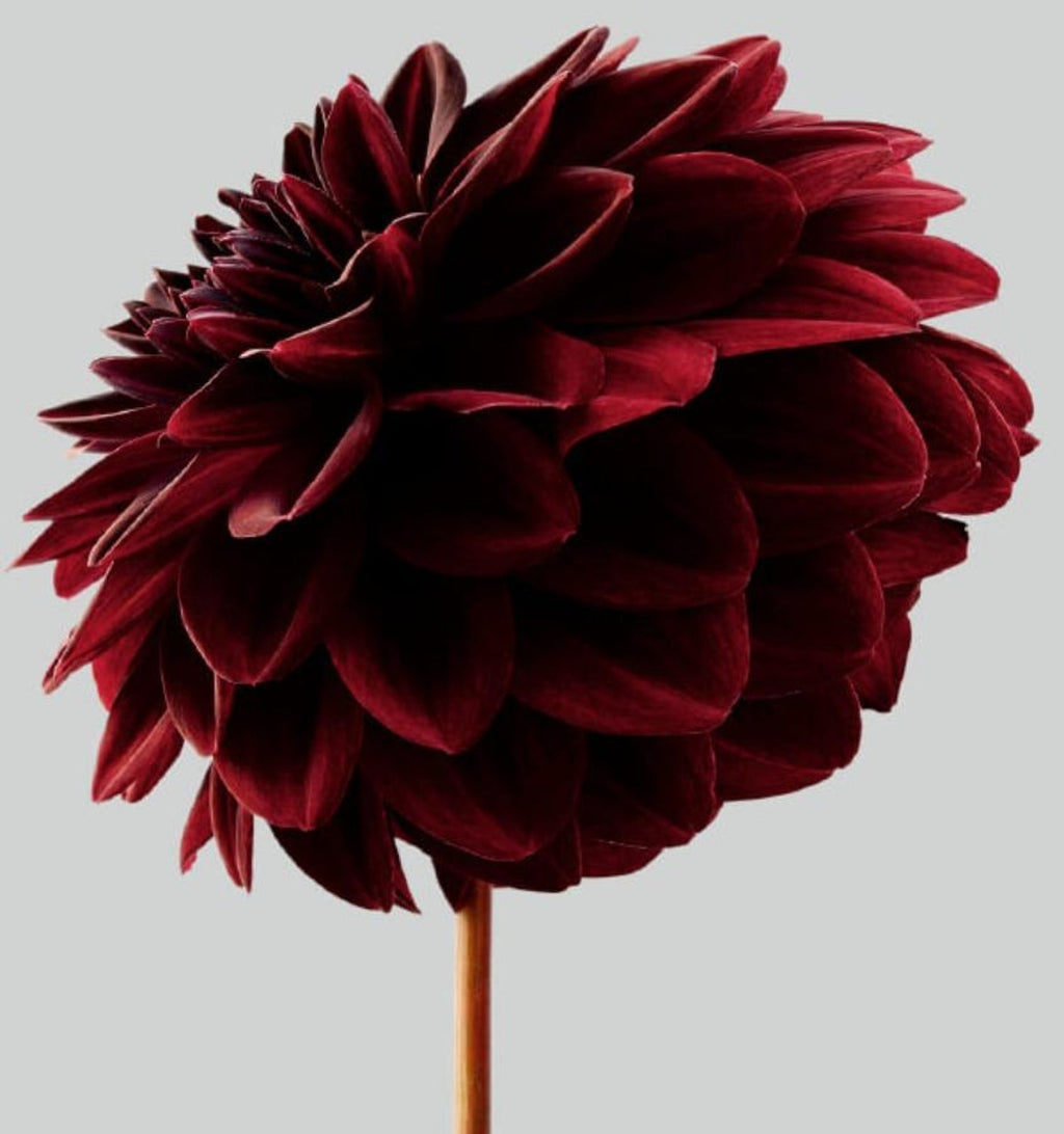 Great Dahlias, Large Format Flowers Photo 24X20 Color Photograph Beach House