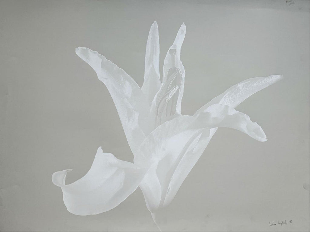 Floating Lily, Large Format Photo 24X20 Color Photograph Beach House