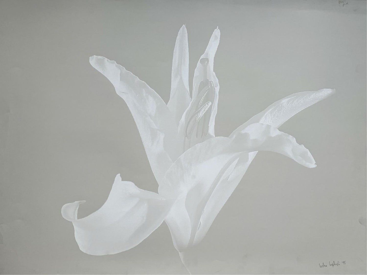 Floating Lily, Large Format Photo 24X20 Color Photograph Beach House