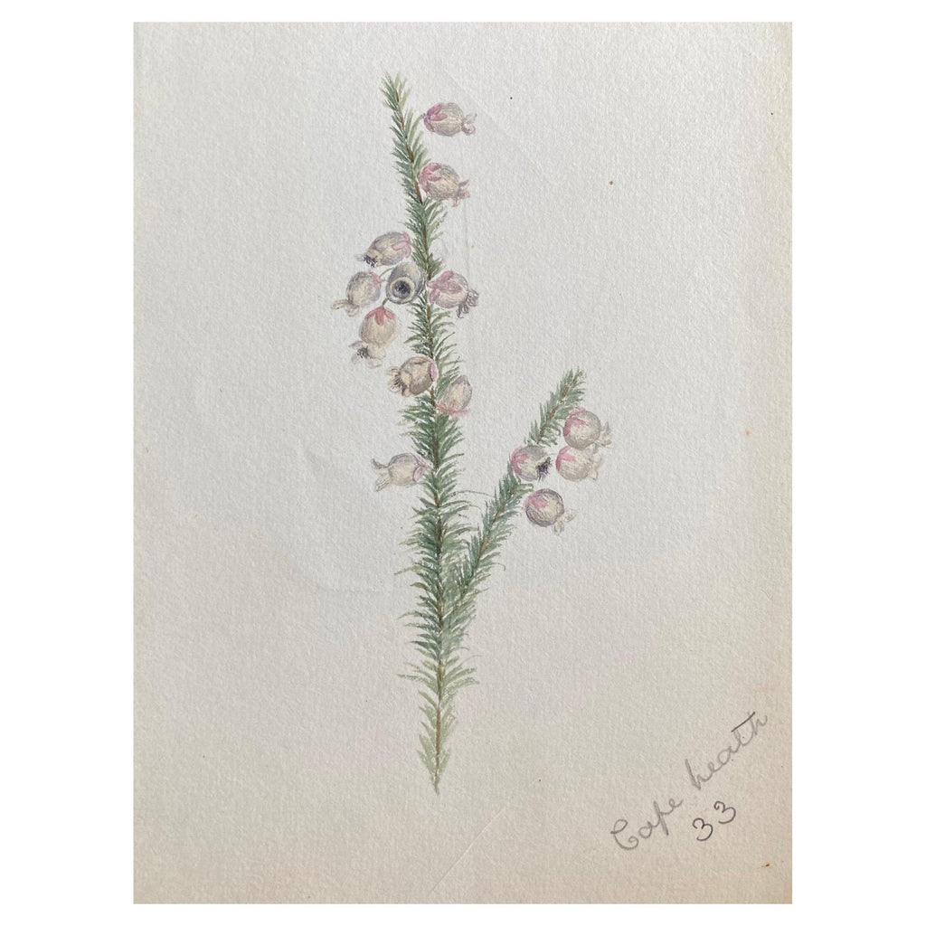 Plants, Bristol 1863 Watercolor Painting American Artist Charles DeWolf Brownell