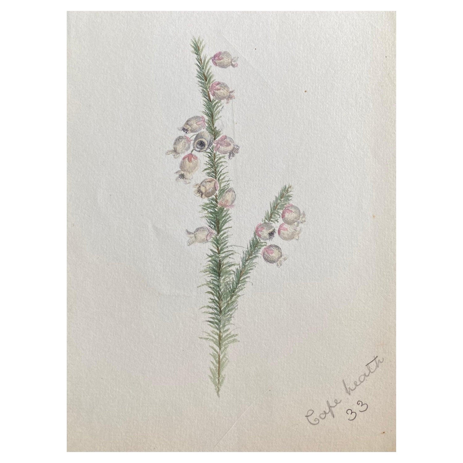 Plants, Bristol 1863 Watercolor Painting American Artist Charles DeWolf Brownell