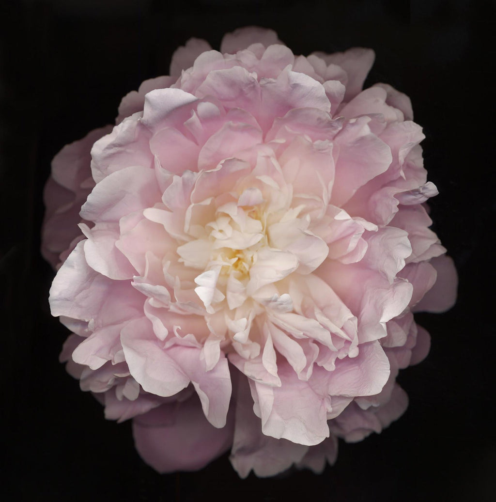 Floating, Flowers, Large Format Photo 24X20 Color Photograph Beach House
