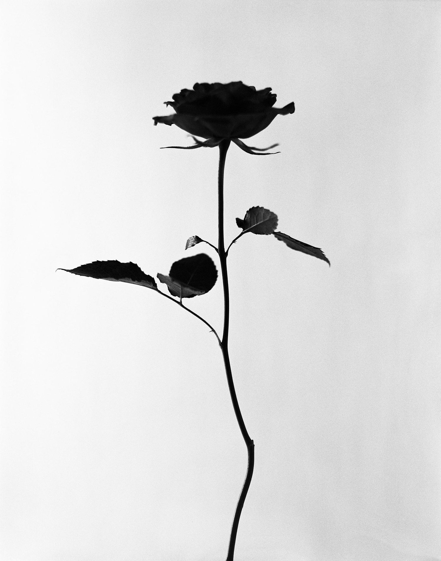Dramatic White and Black Roses Platinum Palladium Print Photograph