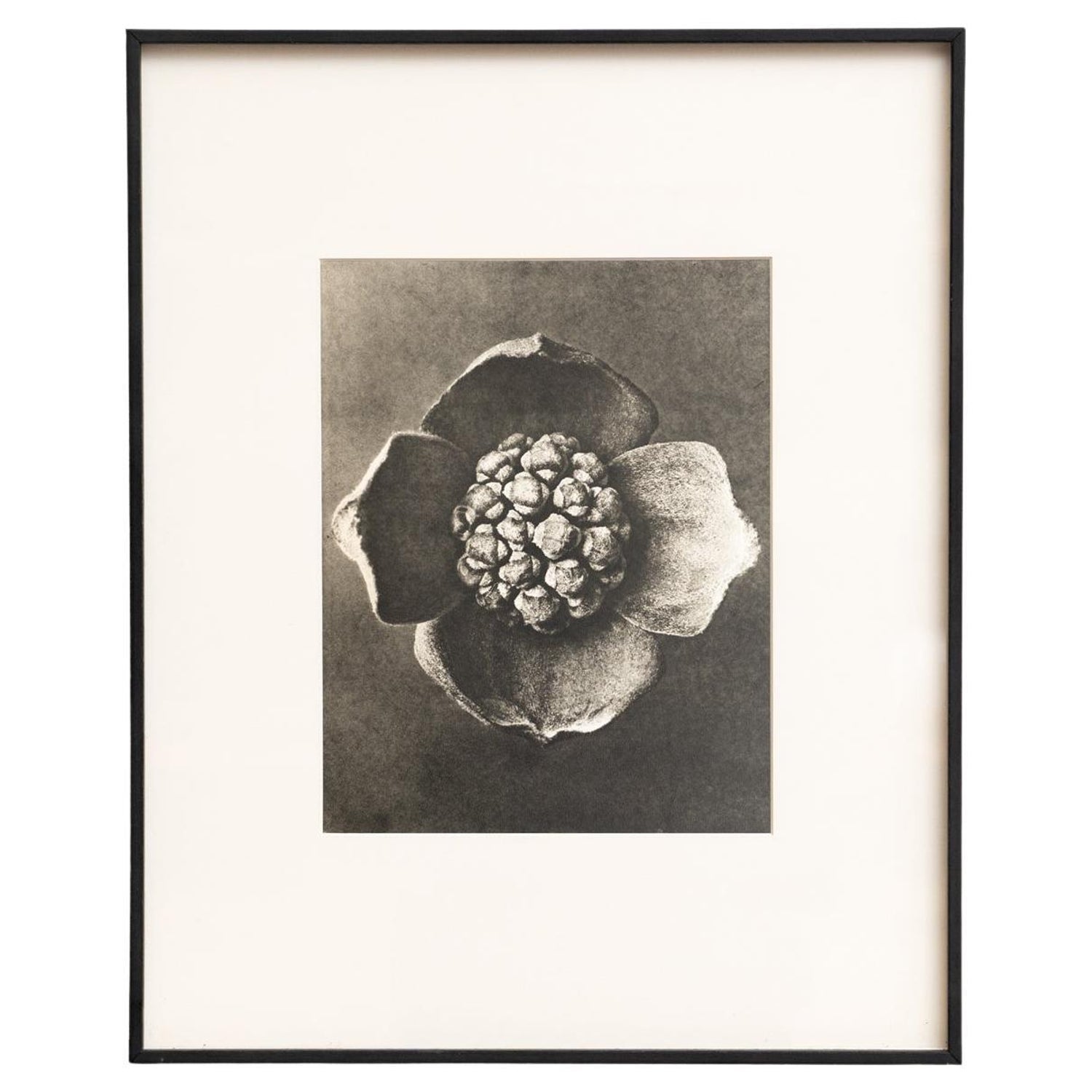After Blossfeldt #1, Vintage Silver Gelatin Signed Photograph
