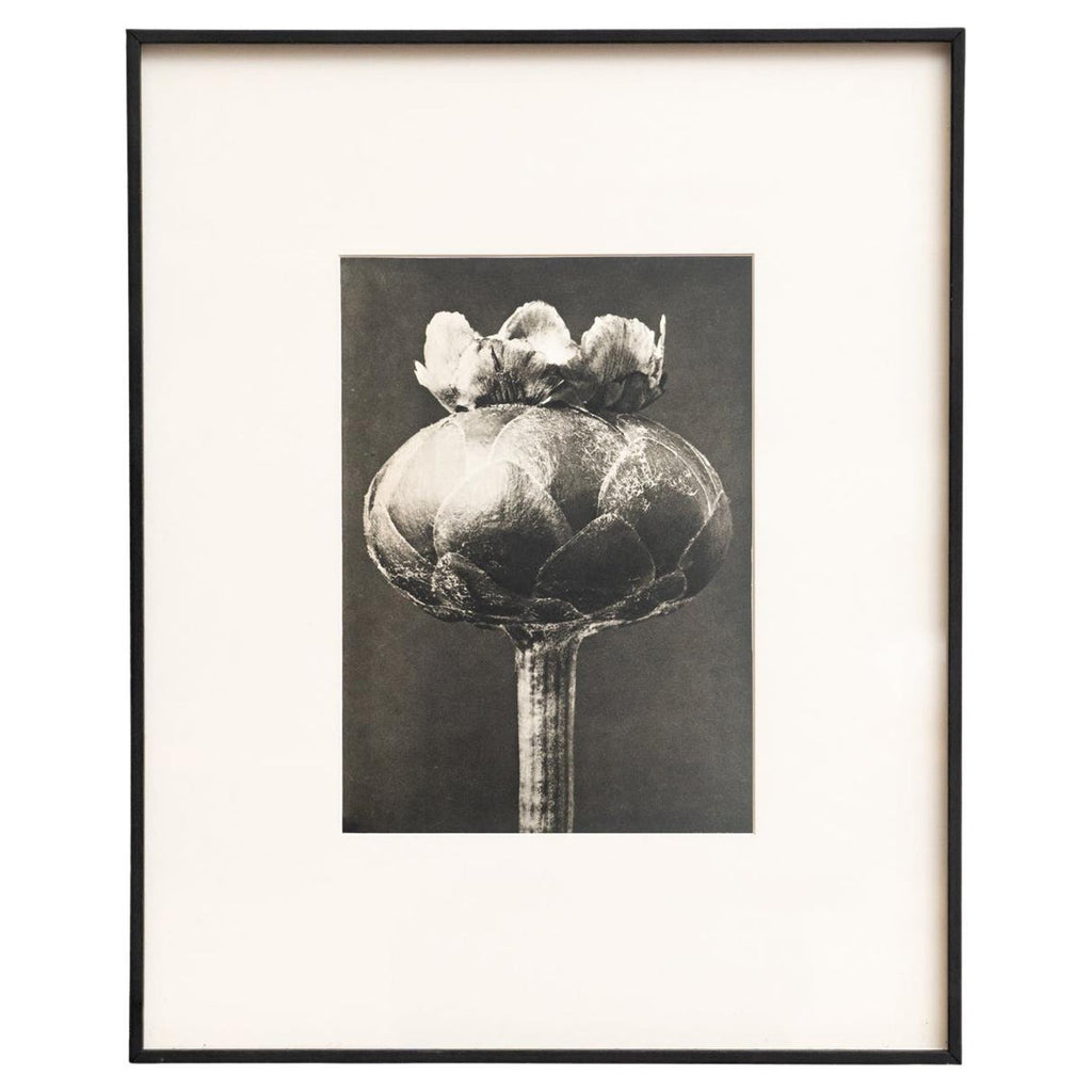 After Blossfeldt #1, Vintage Silver Gelatin Signed Photograph