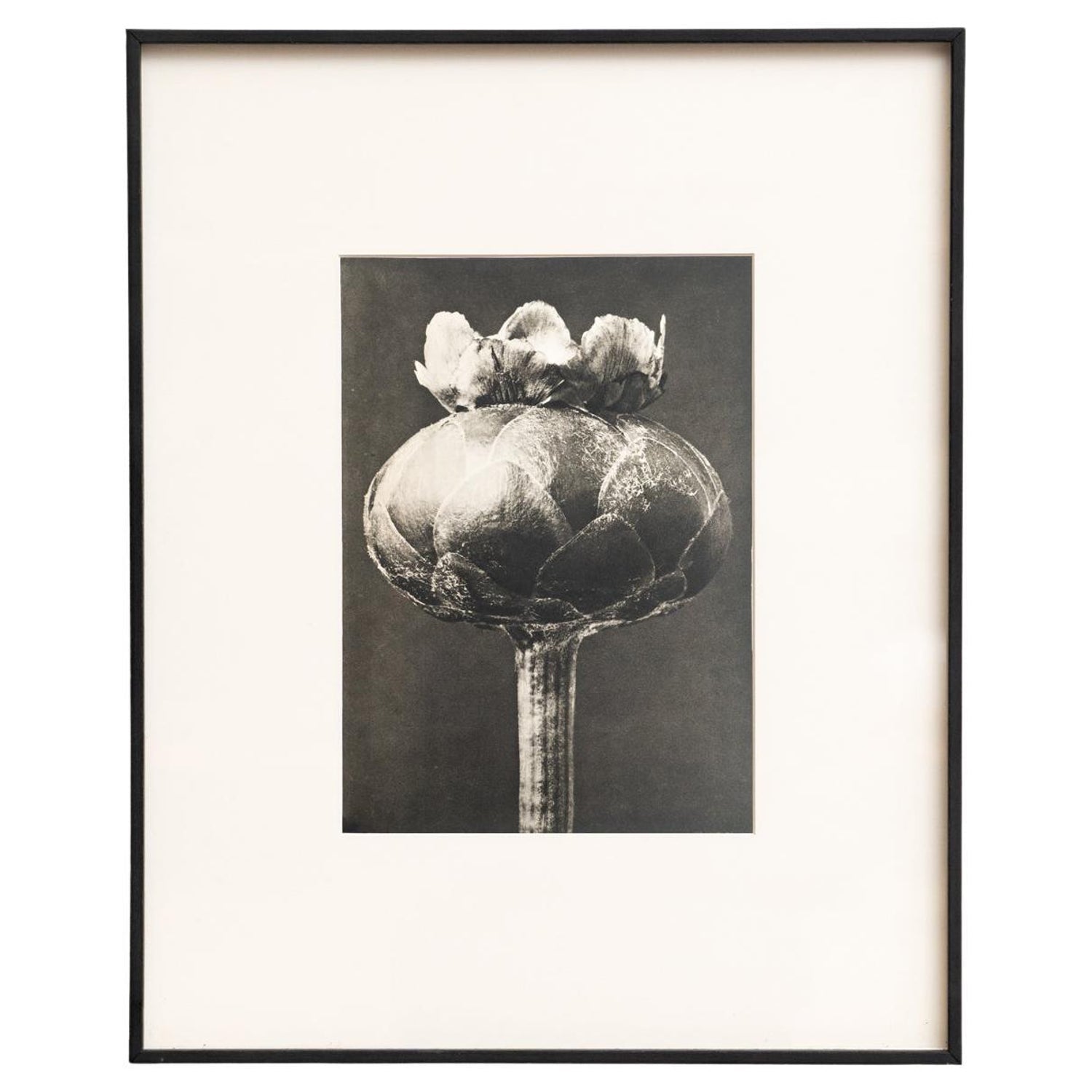 After Blossfeldt #1, Vintage Silver Gelatin Signed Photograph