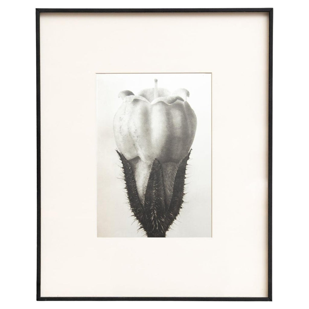 After Blossfeldt #1, Vintage Silver Gelatin Signed Photograph