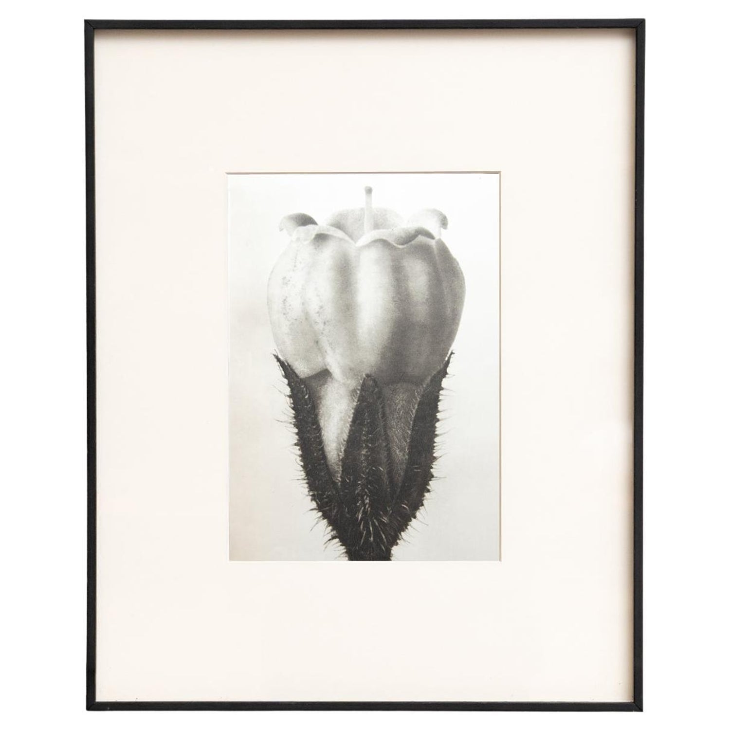 After Blossfeldt #1, Vintage Silver Gelatin Signed Photograph