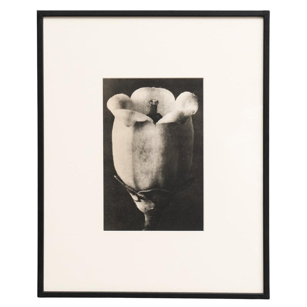 After Blossfeldt #1, Vintage Silver Gelatin Signed Photograph
