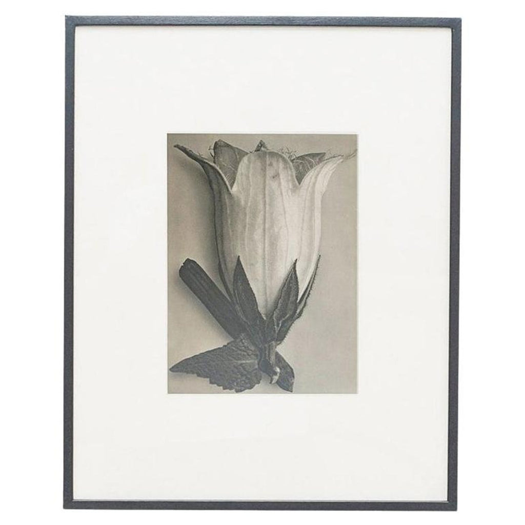 After Blossfeldt #1, Vintage Silver Gelatin Signed Photograph