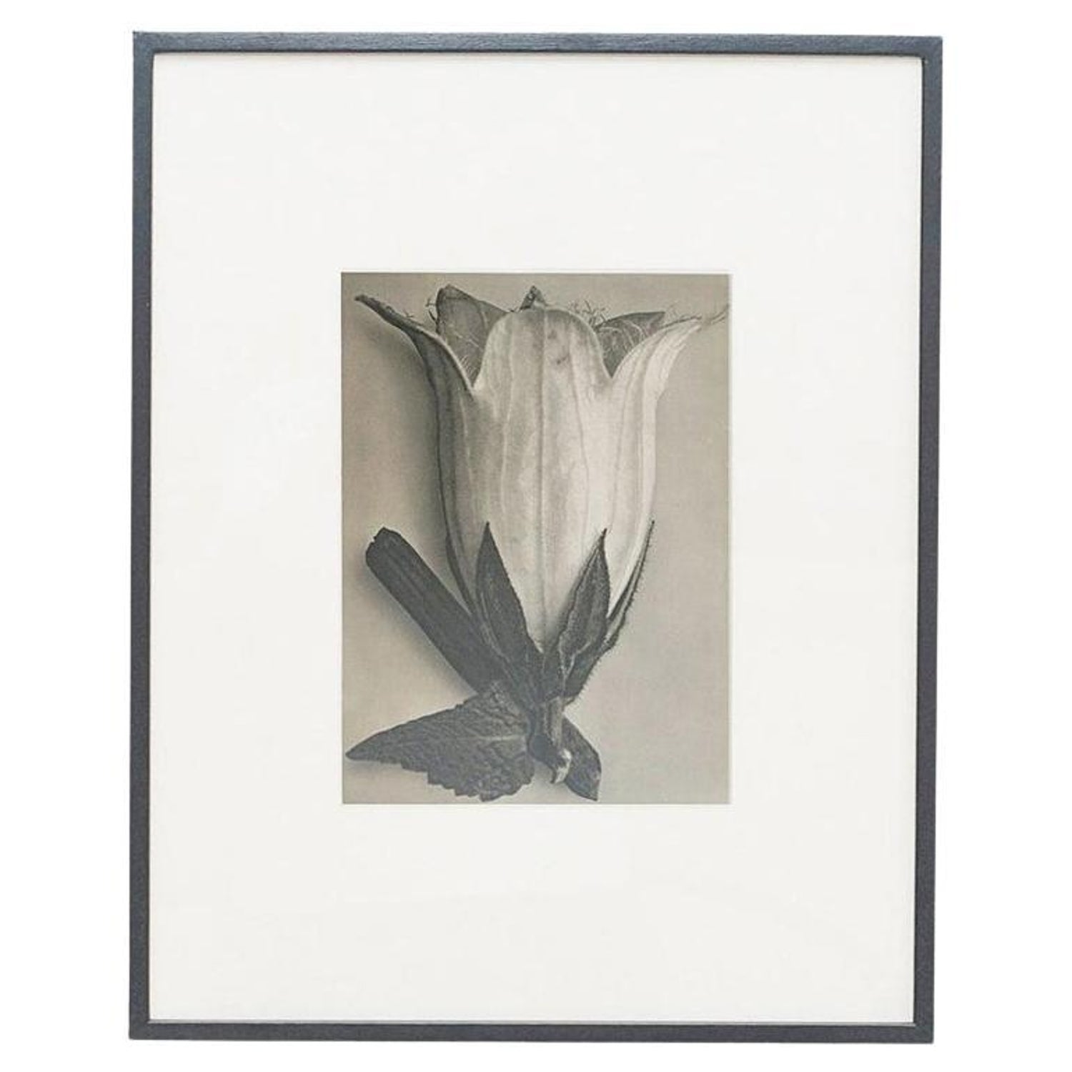 After Blossfeldt #1, Vintage Silver Gelatin Signed Photograph