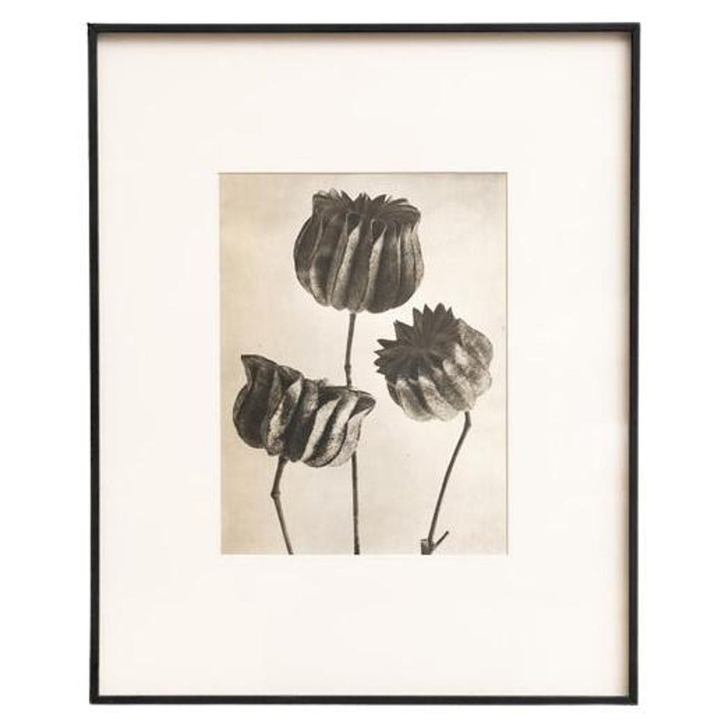 After Blossfeldt #1, Vintage Silver Gelatin Signed Photograph