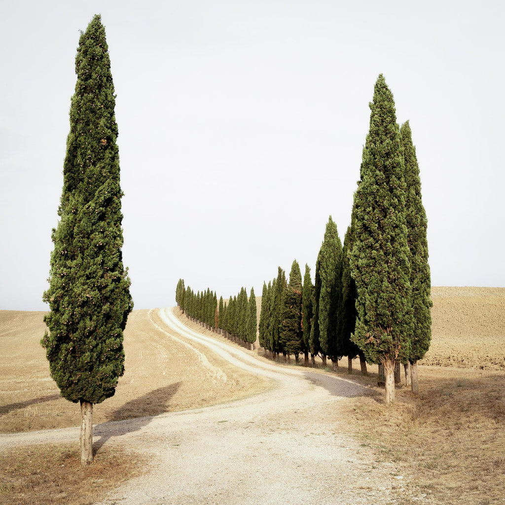 Tuscany, Hillside, 1996