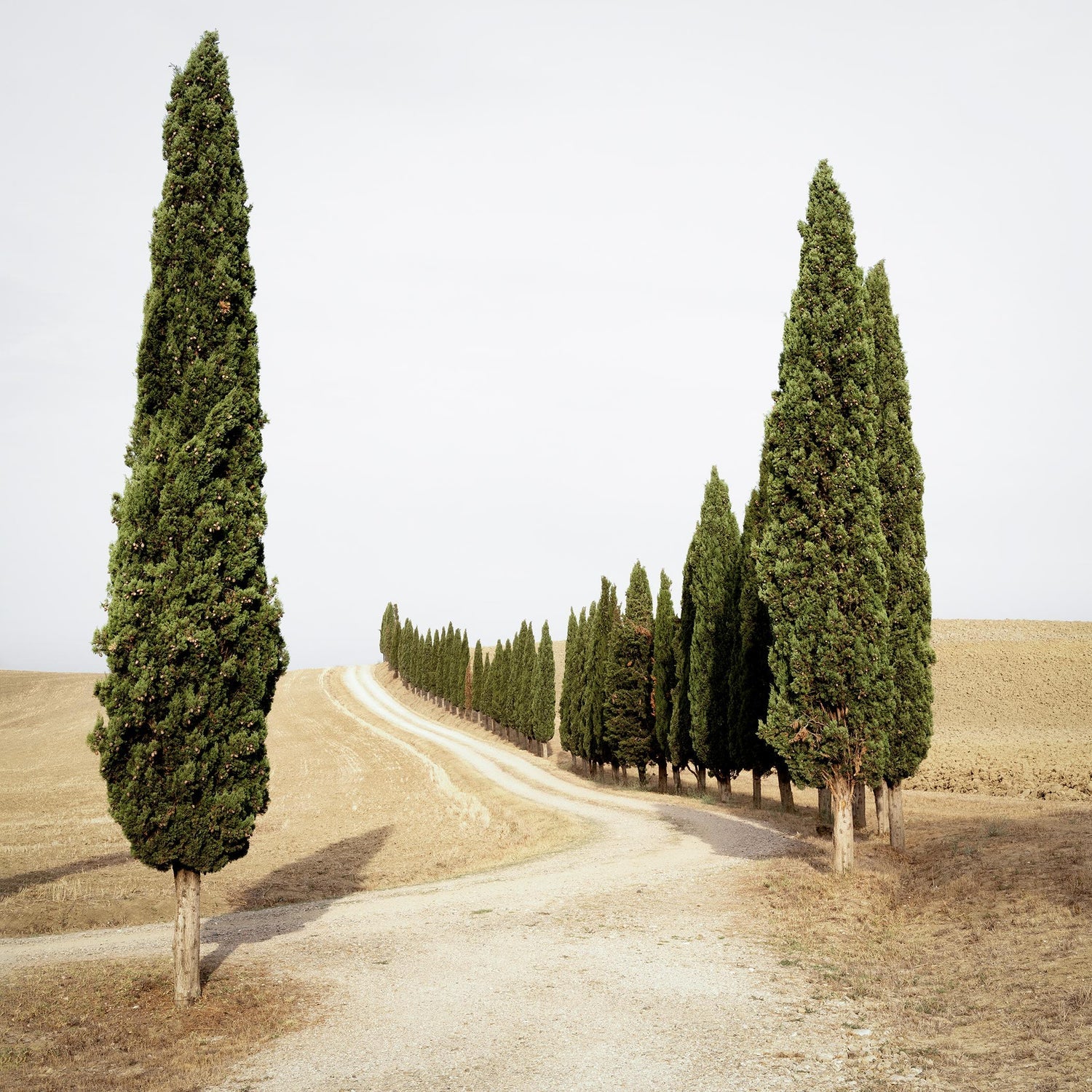 Tuscany, Hillside, 1996