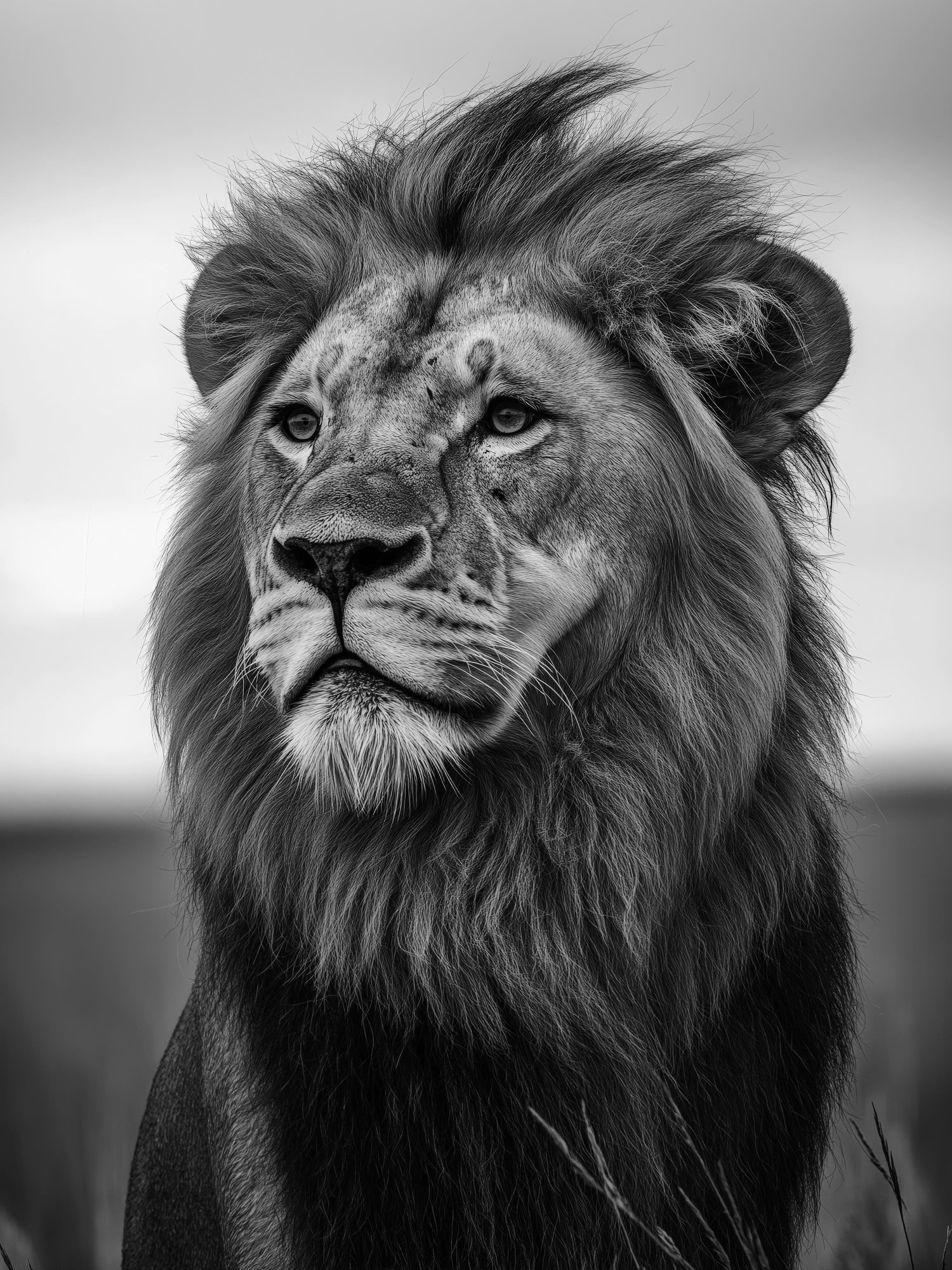 Stone Lion Sculpture Photograph, Jerusalem Vintage Silver Gelatin Photo Print