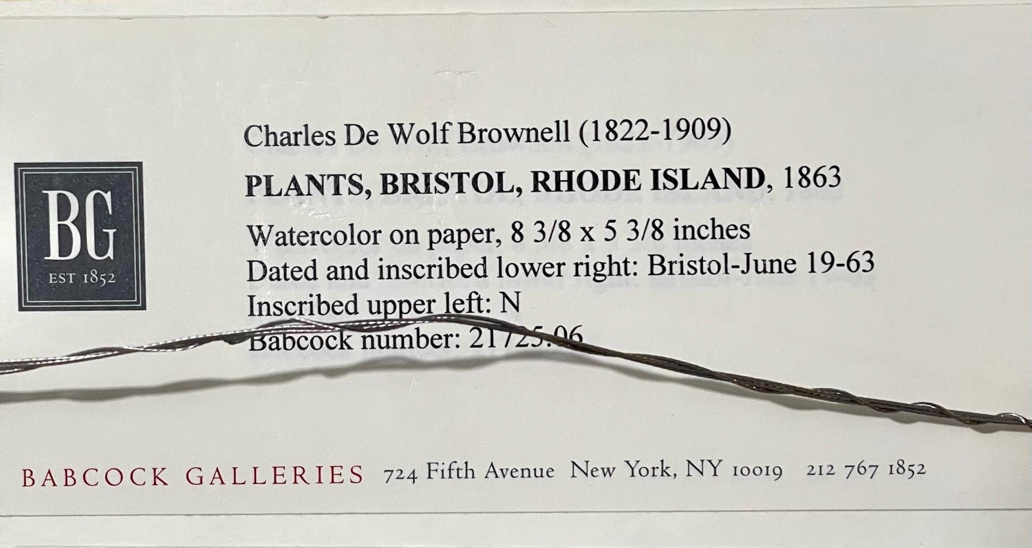 Plants, Bristol 1863 Watercolor Painting American Artist Charles DeWolf Brownell