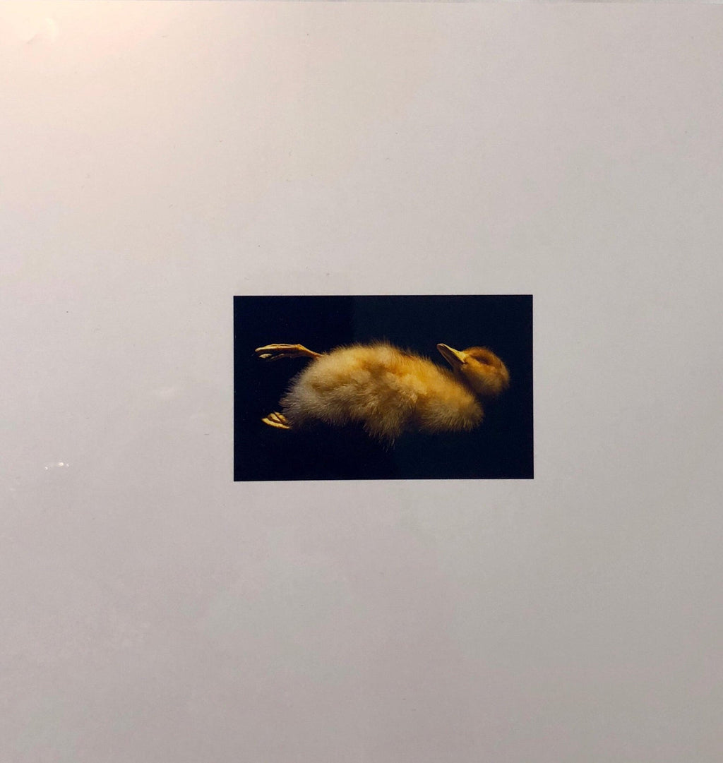 Birds, Cibachrome Photograph Print, NFS Sample Conceptual Taxidermy Art