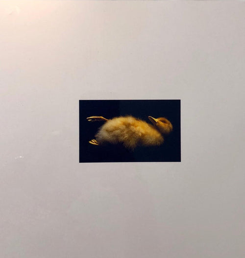 Birds, Cibachrome Photograph Print, NFS Sample Conceptual Taxidermy Art