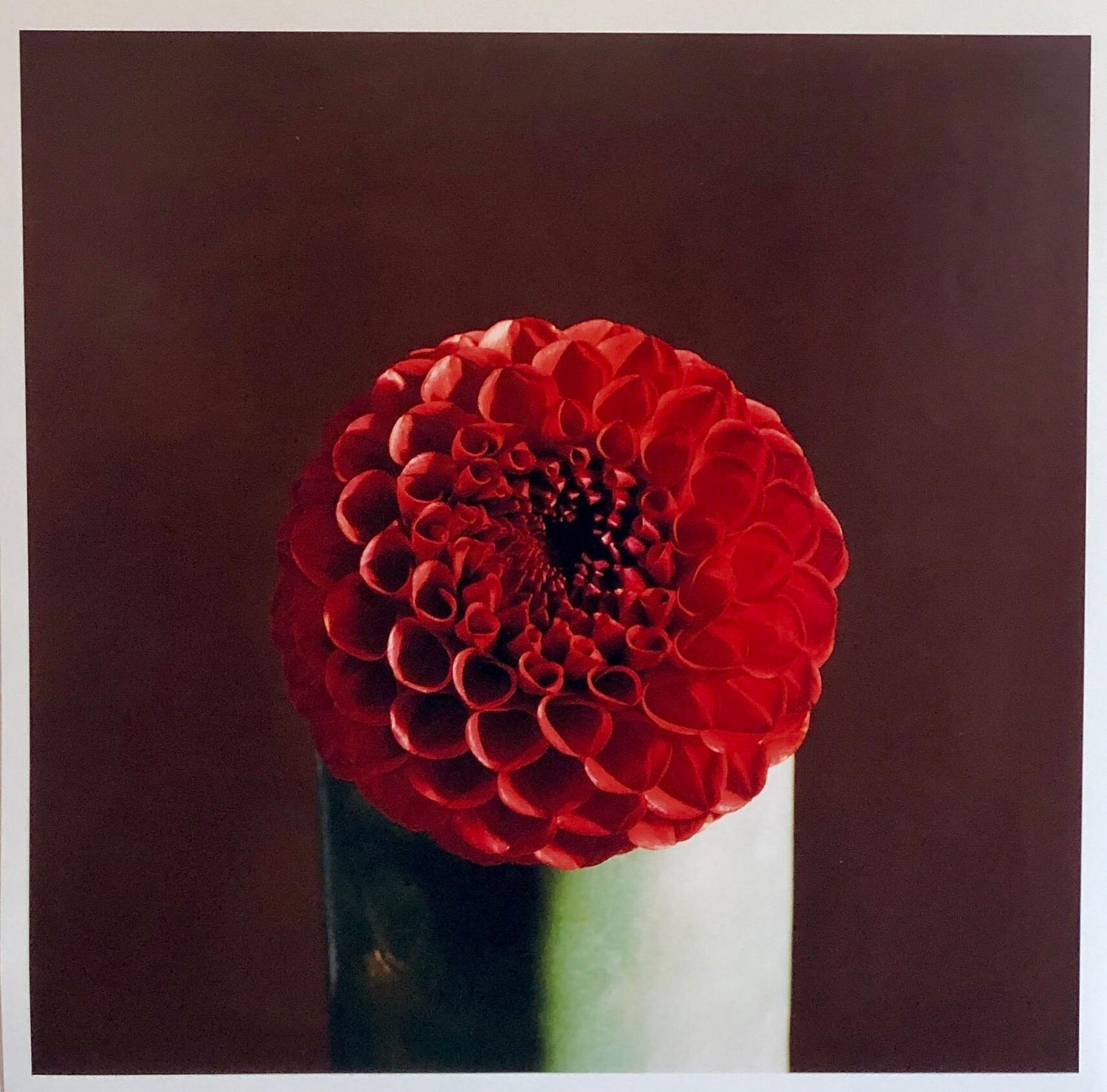 Red Dahlia Flower Large Format Photo 24X20 Color Photograph Beach House RI