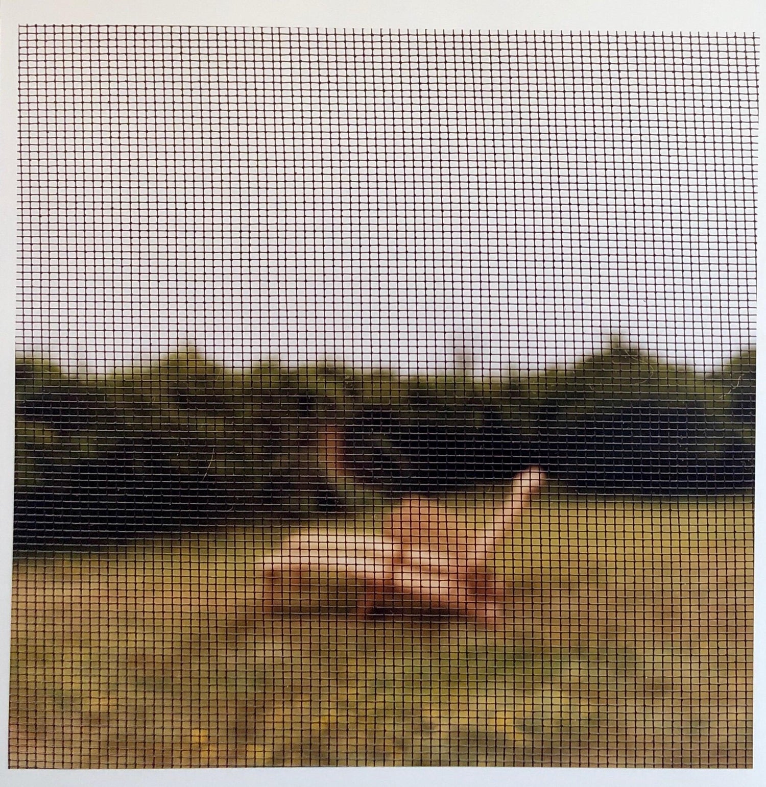 Dragonfly, Large Format Photo 24X20 Color Photograph Beach House