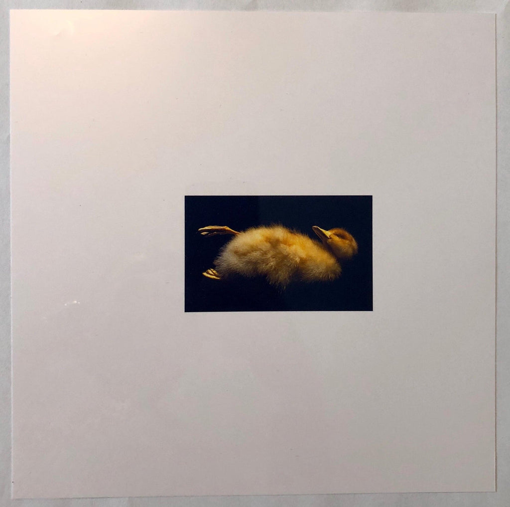Birds, Cibachrome Photograph Print, NFS Sample Conceptual Taxidermy Art
