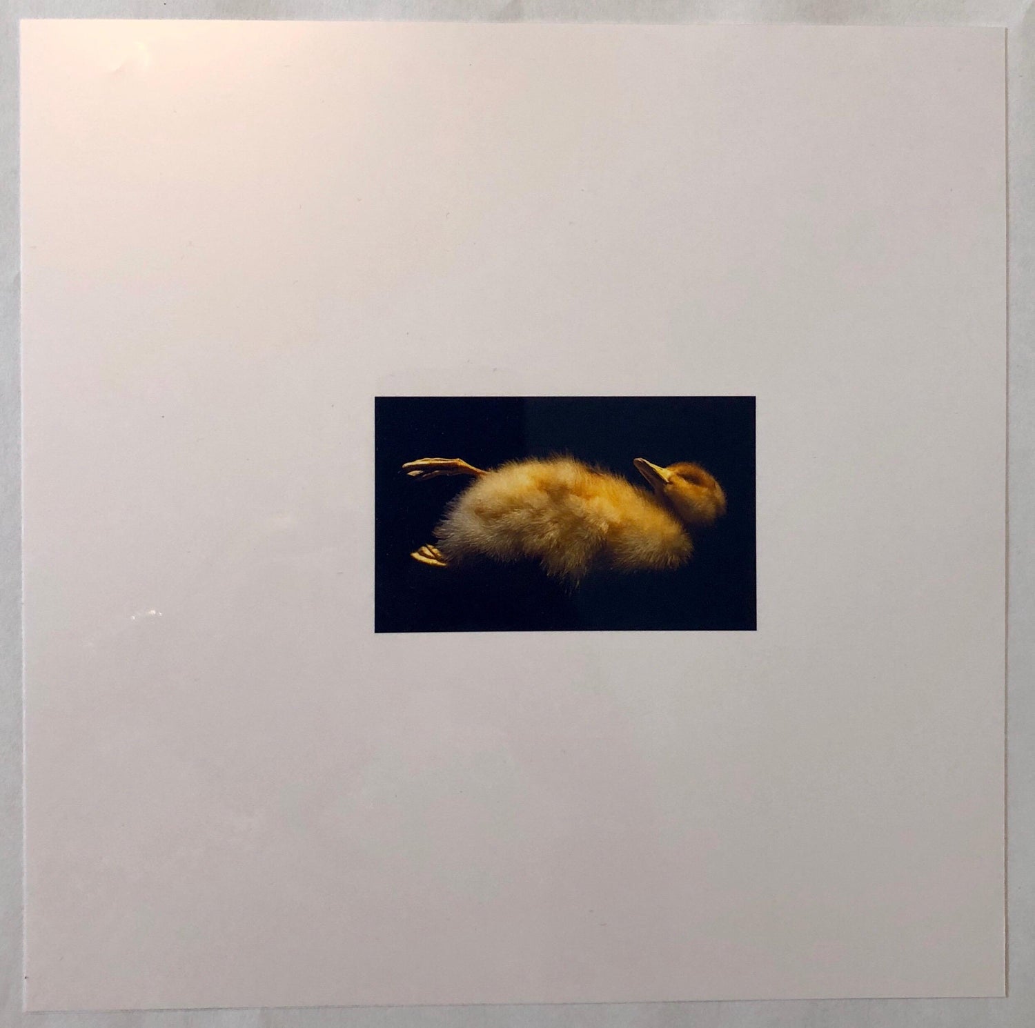 Birds, Cibachrome Photograph Print, NFS Sample Conceptual Taxidermy Art