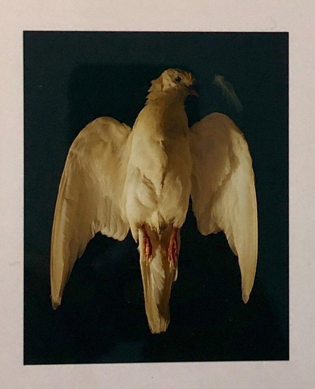 Birds, Cibachrome Photograph Print, NFS Sample Conceptual Taxidermy Art