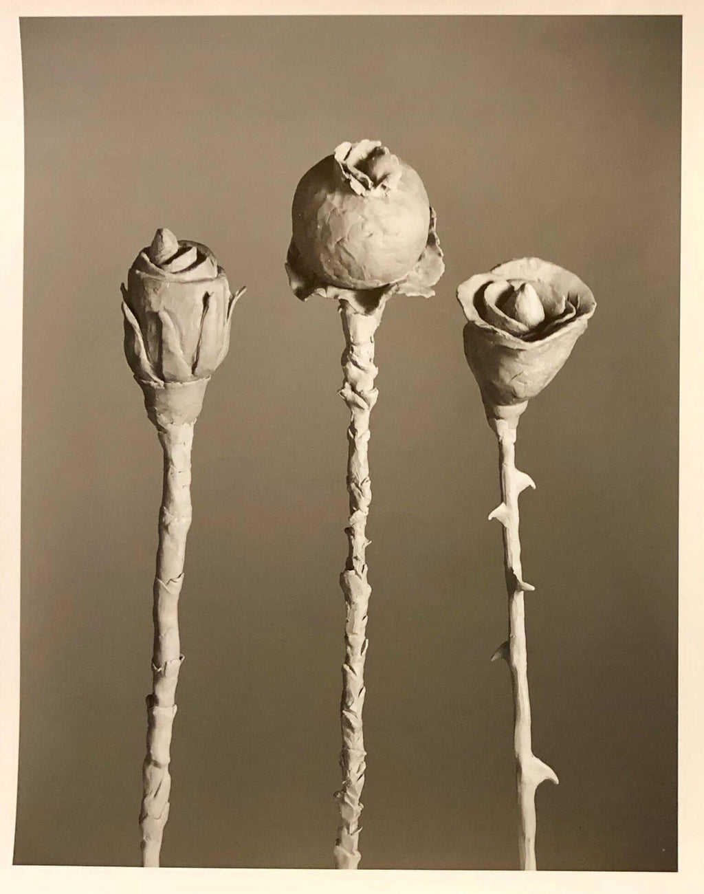 After Blossfeldt #1, Vintage Silver Gelatin Signed Photograph