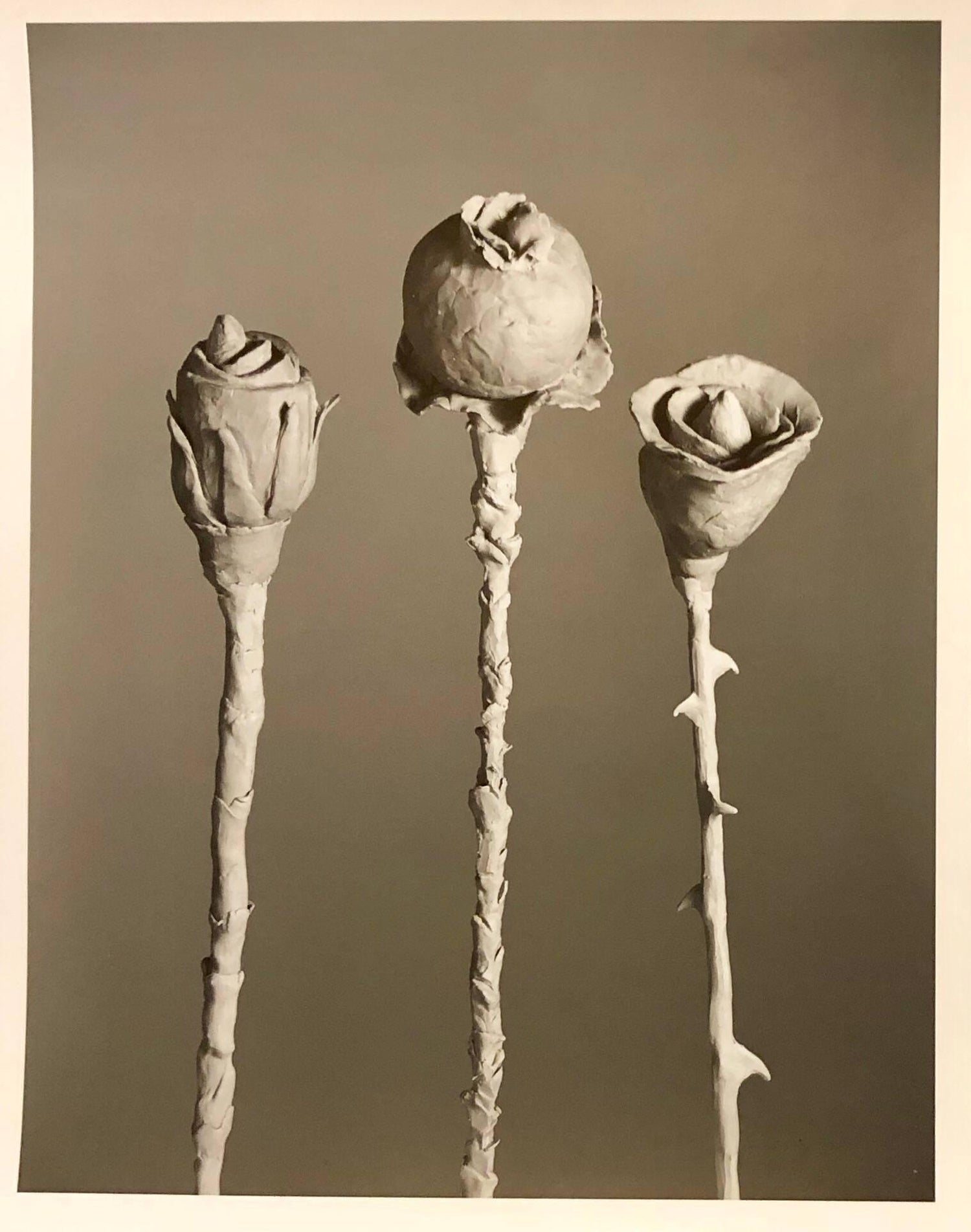 After Blossfeldt #1, Vintage Silver Gelatin Signed Photograph