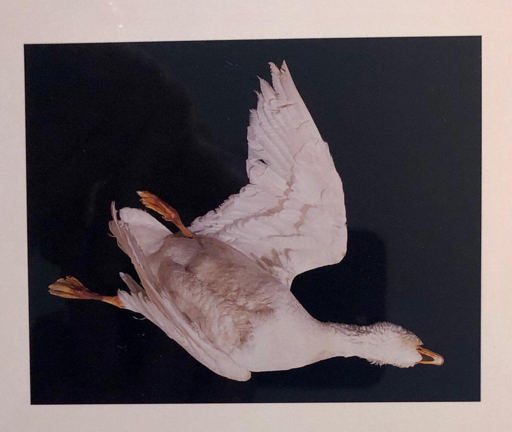 Birds, Cibachrome Photograph Print, NFS Sample Conceptual Taxidermy Art