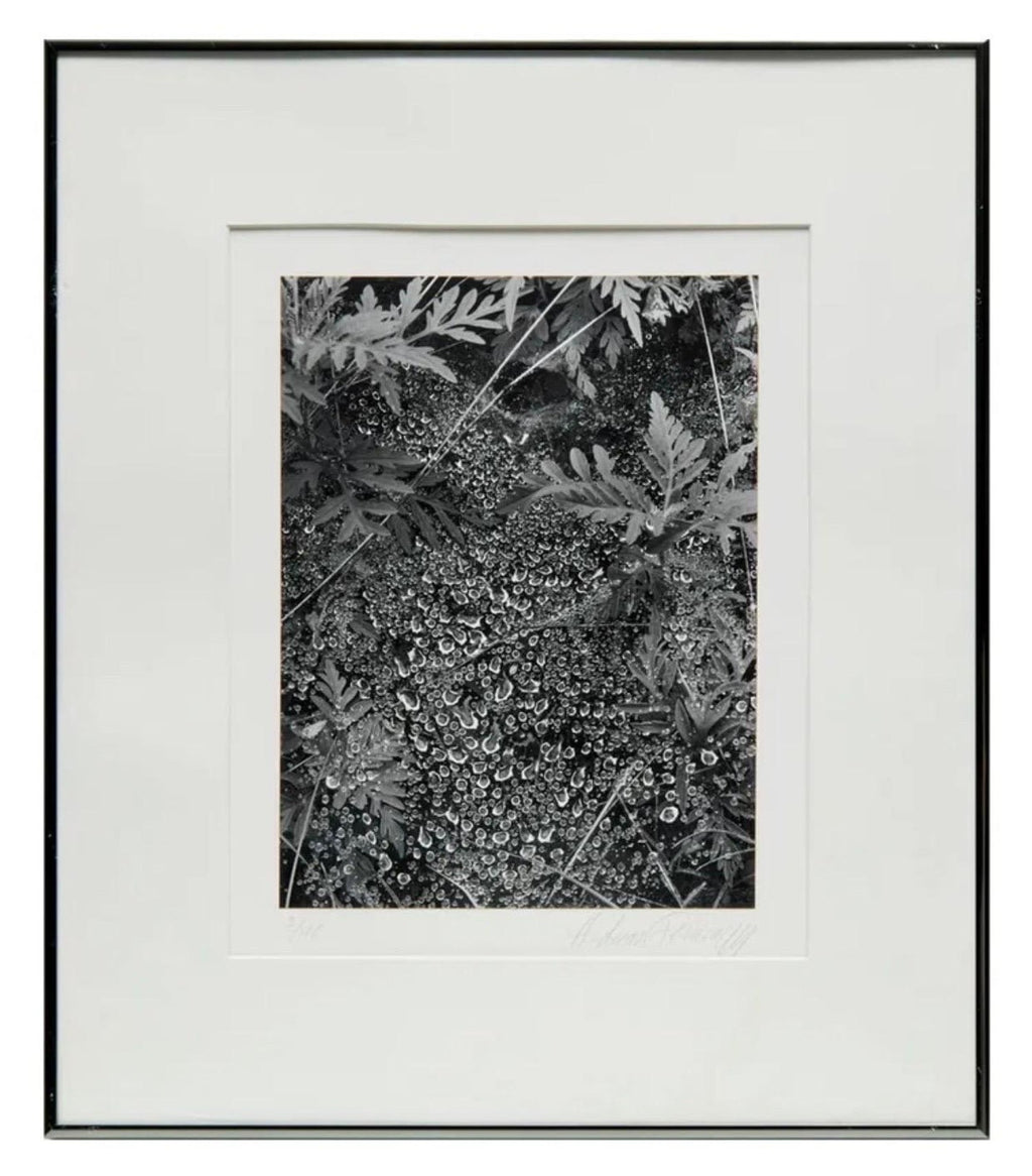 American Photographer Andreas Feininger Silver Gelatin Vintage Print