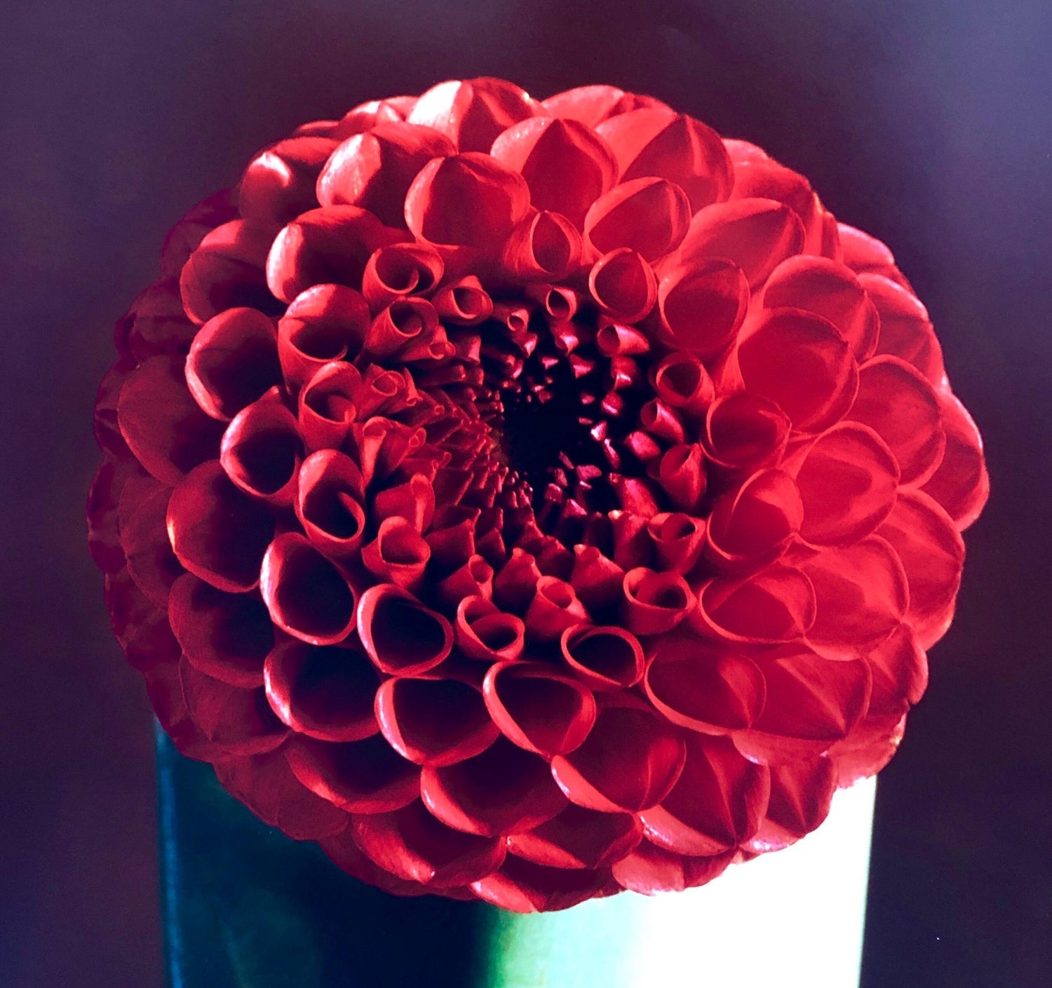 Red Dahlia Flower Large Format Photo 24X20 Color Photograph Beach House RI