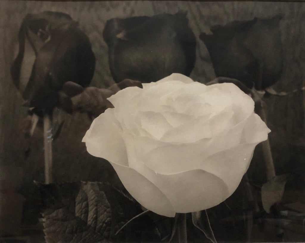Dramatic White and Black Roses Platinum Palladium Print Photograph