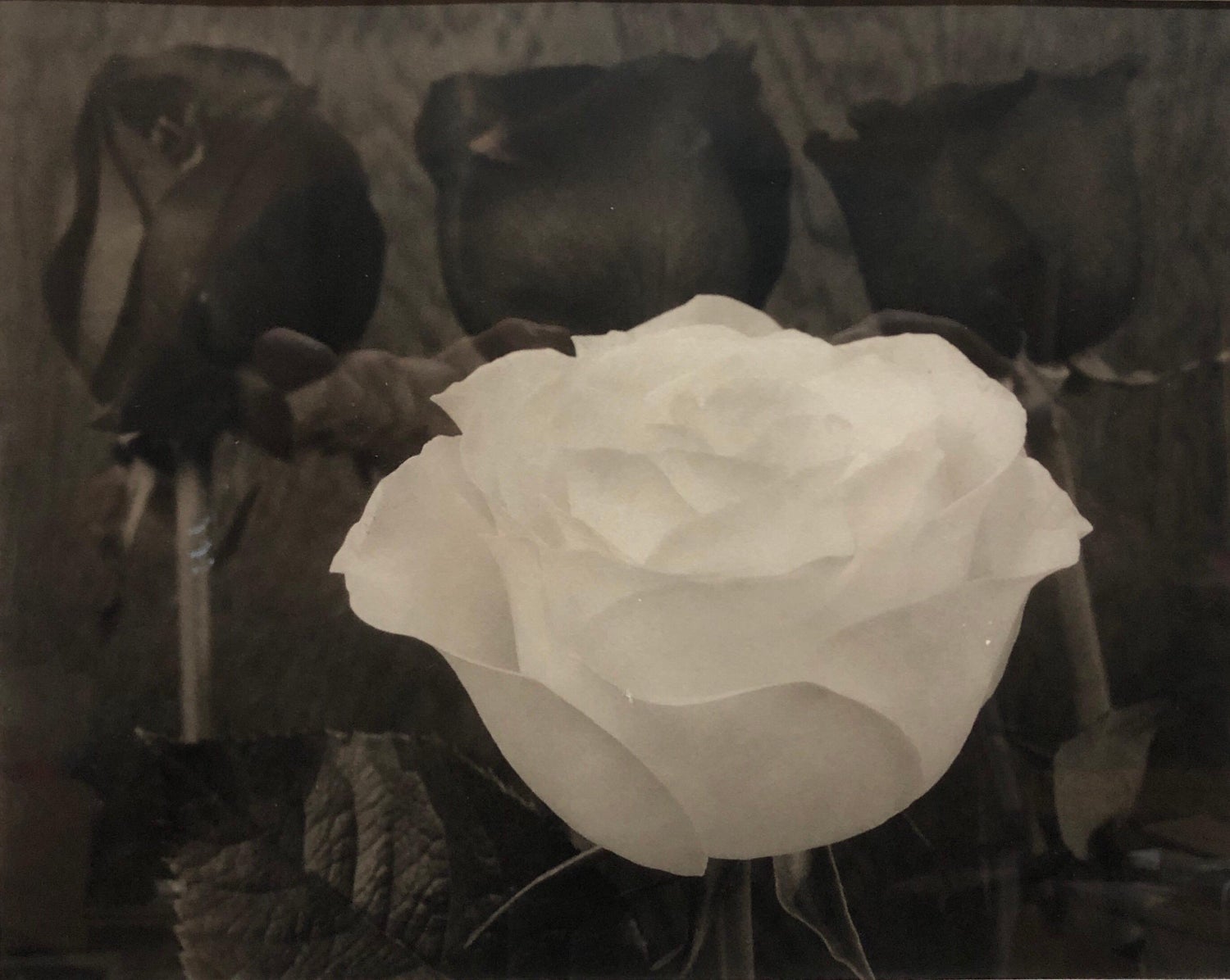 Dramatic White and Black Roses Platinum Palladium Print Photograph