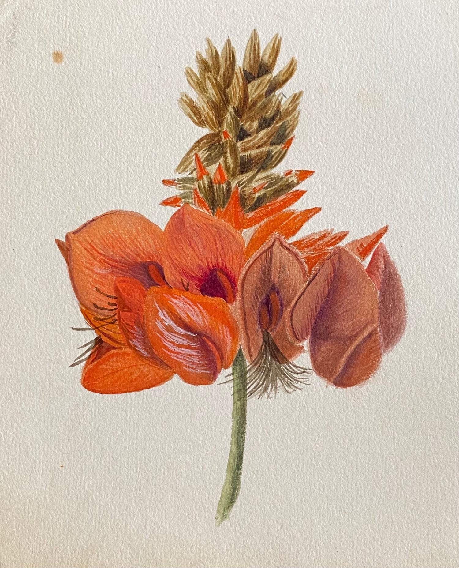 Plants, Bristol 1863 Watercolor Painting American Artist Charles DeWolf Brownell