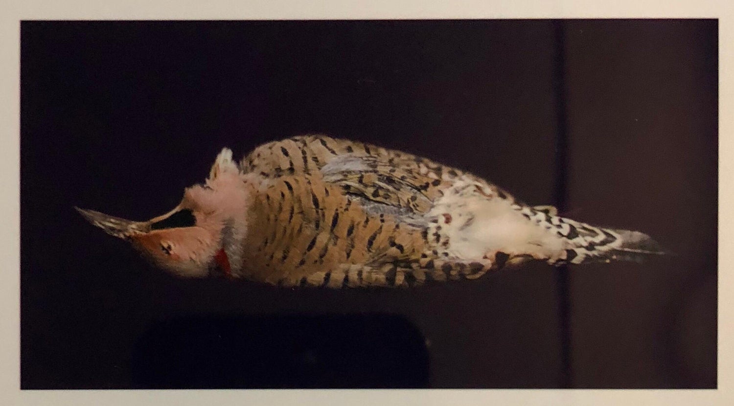 Birds, Cibachrome Photograph Print, Signed Conceptual Art